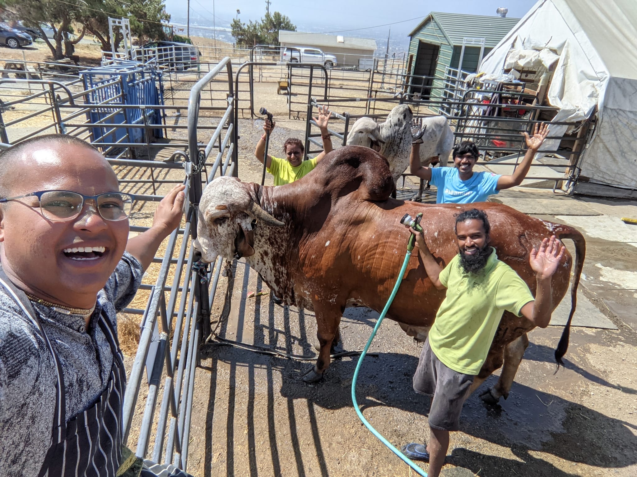 Bathing Cows at Sri Krishna Balaram Goshala